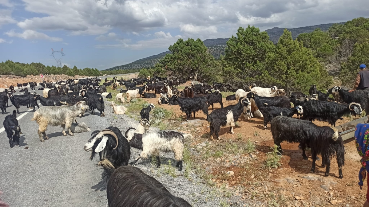 Sarıkeçili Yörüklerinin Konya’ya göç yolculuğu