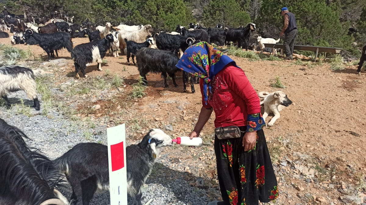 Sarıkeçili Yörüklerinin Konya’ya göç yolculuğu