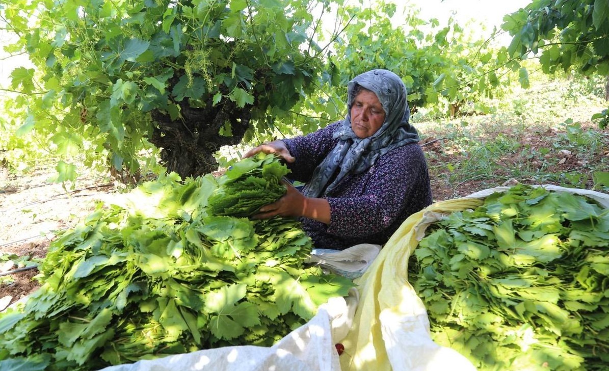 Konya’da üzüm yaprağı hasadı başladı