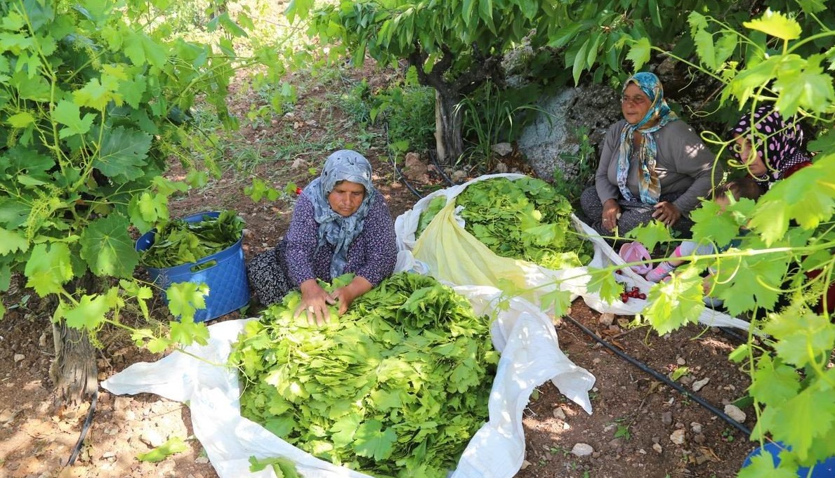 Konya’da üzüm yaprağı hasadı başladı