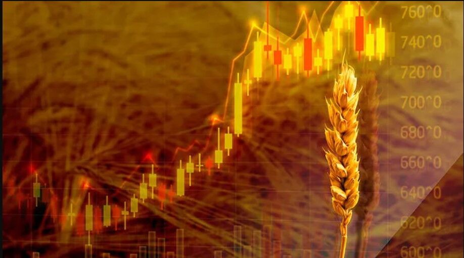 Konya'da buğday ve arpa fiyatlarında son durum