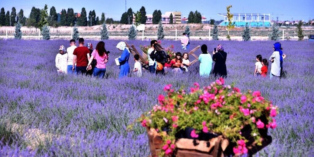 KARATAY’DA LAVANTA GÜNLERİ BAŞLIYOR