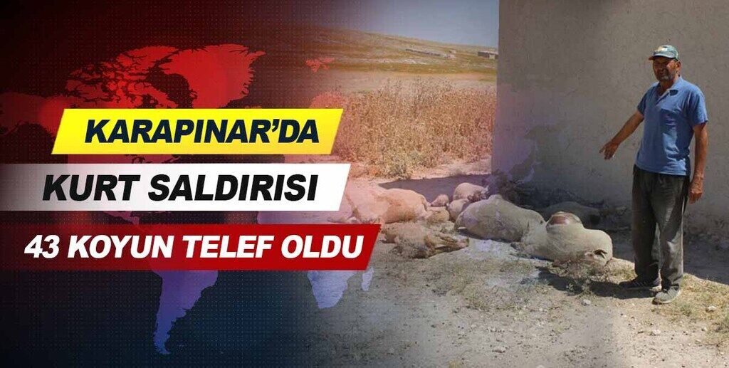 Konya karapınar'da kurt saldırısı.