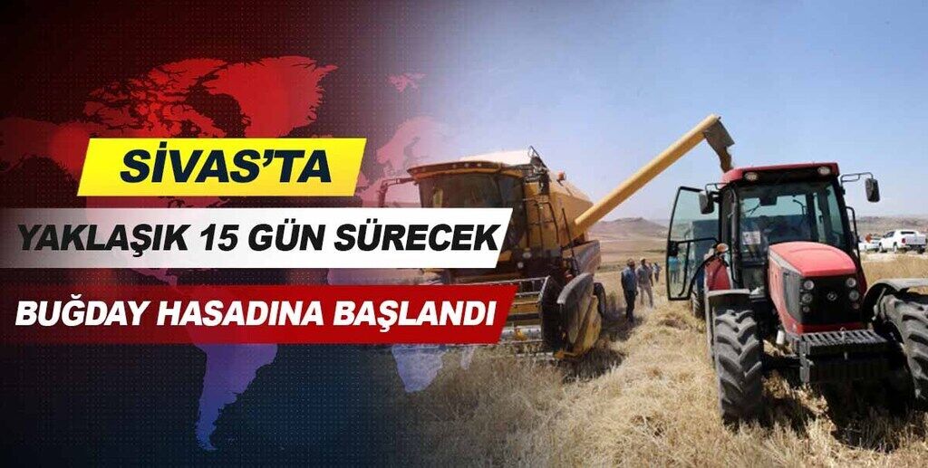 Sivas'ta, yaklaşık 15 gün sürecek buğday hasadına başlandı.