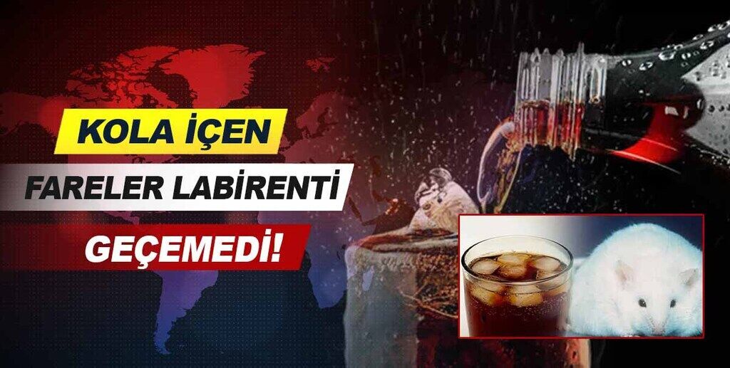 Kola içen fareler labirenti geçemedi!