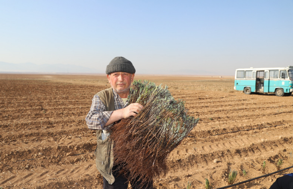 Konya Büyükşehir’in Üreticiye Lavanta Fidesi Desteği Sürüyor