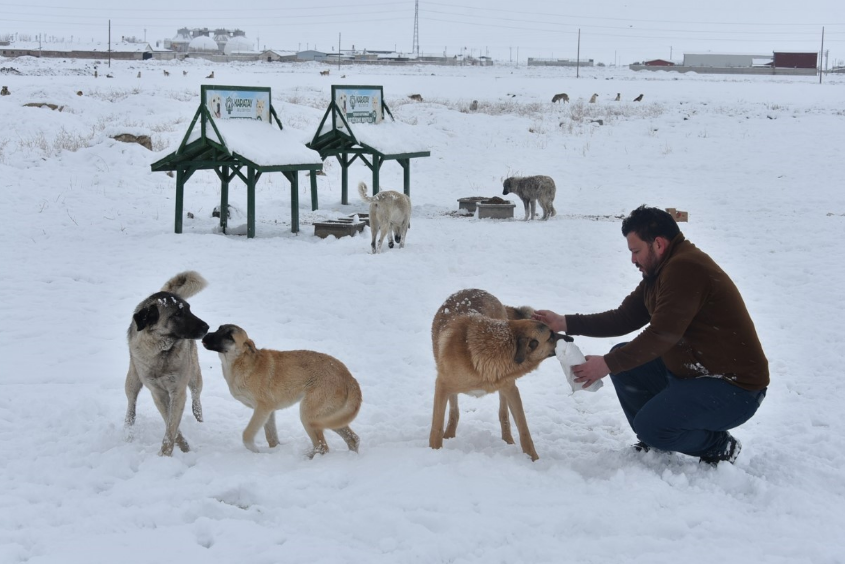 Karatay Belediyesi, Yoğun Karda Sokak Hayvanlarını Besliyor