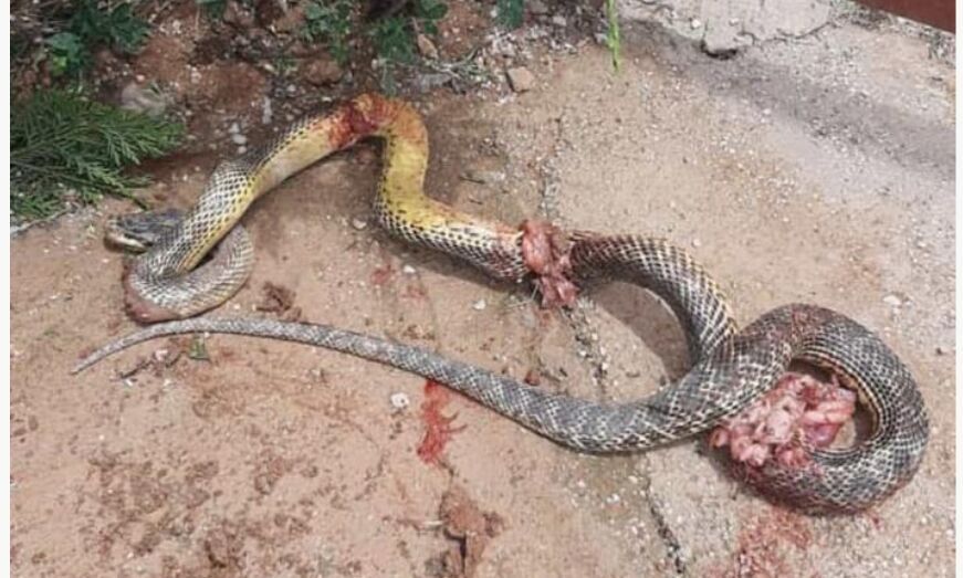 Konya'da dev boğa yılanı paniği 