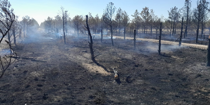 Ciğerlerimiz yanıyor: Konya Karapınar'da binlerce ağaç yandı