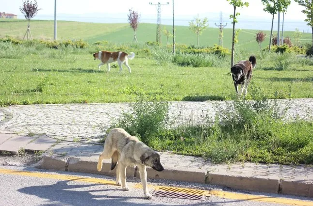 Ankara'da yine bir köpek saldırısı! Tüm Ülke bu konuda çözüm bekliyor!
