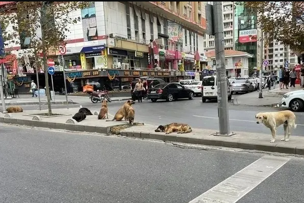 Mahkeme’den başıboş köpekleri ‘Toplamak Devletin Görevi’ kararı!