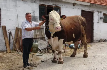 1.6 tonluk boğa bu fiyata satıldı