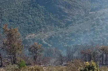 Akşehir’deki Orman Yangını Söndürüldü! Ekiplerin Hızlı Müdahalesi Felaketi Önledi!