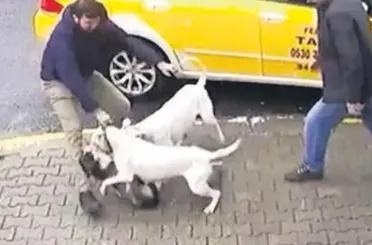 Başıboş hayvan probleminde tehlike sanılandan çok daha büyük: Sayısı 8 milyon