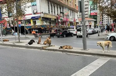 Başıboş köpek sorunu için Herkes elini taşın altına koyacak!