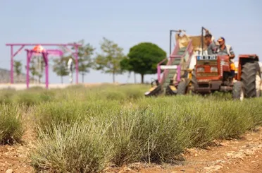 Başkan Altay: “Lavanta Desteğiyle Hem Bölge Turizmine Hem de Çiftçimize Katkı Sağladık”