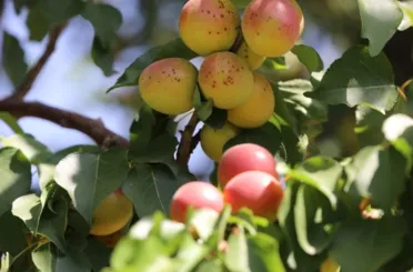 Başkan Uğur İbrahim Altay'dan ,kayısı yetiştirmek isteyenlere son çağrı