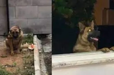 Bekçiyi ısıran köpek gözaltına alındı 