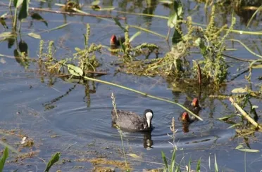 Beyşehir'de Meke ve kazlar ilgi odağı oldu