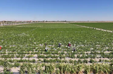 Binlerce Yıllık Ata Tohumları Karatay’da Hayat Buluyor