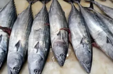 Bu balığı tüketen kolesterol nedir bilmiyor, demir, magnezyum ve D vitamini deposu