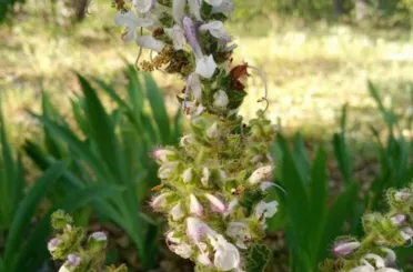 Bu çiçekleri koparanlara 244 bin 315 lira ceza