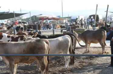 Bu yıl kurbanlıklar Meram’da nerede satılacak?