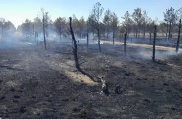 Ciğerlerimiz yanıyor: Konya Karapınar'da binlerce ağaç yandı