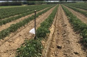 Domatesler hastalıklardan korunuyor