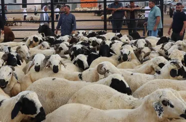 Erzurum, Kars, Ağrı ve Ardahan'dan 155 bini aşkın kurban sevk edilecek