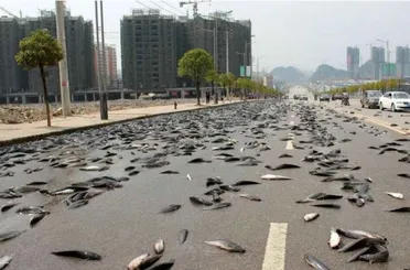 Gökten sağanak şeklinde balık yağdı!