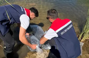 Güneysınır Göletlerinde Balıklandırma Seferberliği: 50 Bin Yavru Balık Bırakıldı