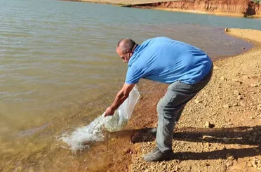 Hüyük'te Göletlere Yavru Sazan Salındı