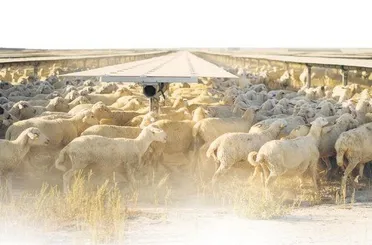 Karapınar GES çölden meraya dönüştü