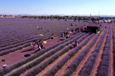 Karatay Lavanta Bahçesinin Kapılarını Açıyor