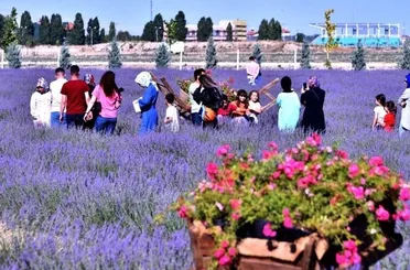 KARATAY’DA LAVANTA GÜNLERİ BAŞLIYOR