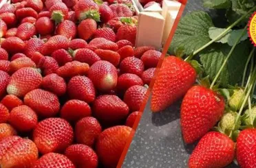 Konya Hüyük Çileği AB Tescili aldı! Türkiye'nin İşaretli Ürün Sayısı 25 oldu!