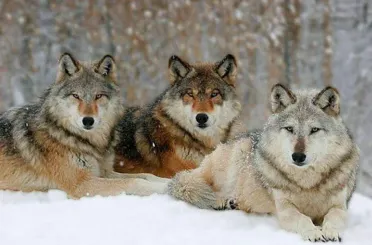 Konya Karapınar'da aç kurtlar yaylalarda cirit atıyor vatandaş tedirgin