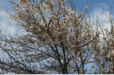  Konya şehir merkezinde ağaçlar çiçek açtı