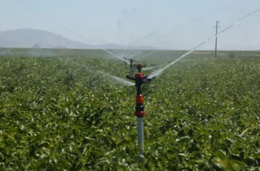 Konya Şeker’den Üreticilere 182 Milyon Avans Ödemesi