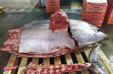 Konya’da 205 kiloluk orkinos ilgi çekiyor!