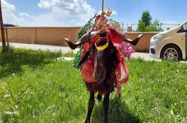 Konya'da Bayram Geleneği Yaşatılıyor! Koçunu Alan Nişanlısının Kapısını Çaldı!