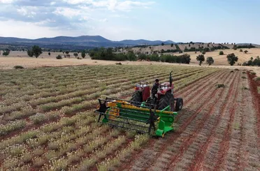 Konya'da Susuz Tarıma Büyük Destek! Kekik Hasadı Gerçekleştirildi!