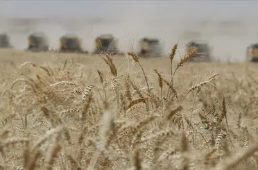 TMO’nun sert ekmeklik buğday ve arpa alım fiyatı belli oldu
