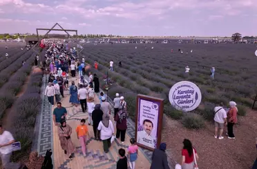 Türkiye'nin En Büyük Lavanta Bahçesinde Mor Şölen Başladı