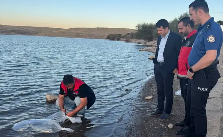 Akören’de Göletlere 40 Bin Yavru Sazan Bırakıldı