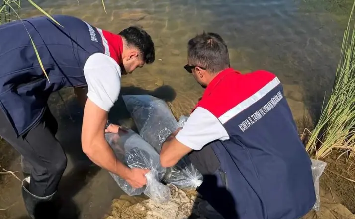Güneysınır Göletlerinde Balıklandırma Seferberliği: 50 Bin Yavru Balık Bırakıldı