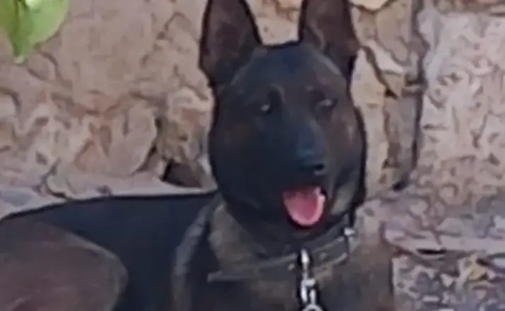 Karaman'da 3 Yaşındaki Salih Efe'ye Saldıran Köpeğin Sahibi Tutuklandı