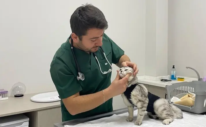 Kedi ve Köpeklerde Bulunan Parazitler İnsan Sağlığını Tehdit Ediyor! 