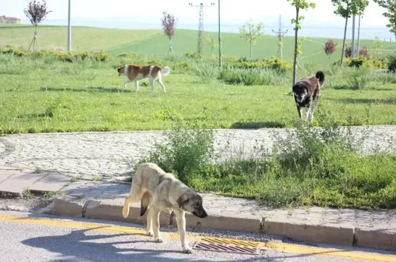 4 Bakanlık Sokak Hayvanları Sorunu İçin Özel Çalışma Yaptı!2 milyon köpek sokakta!